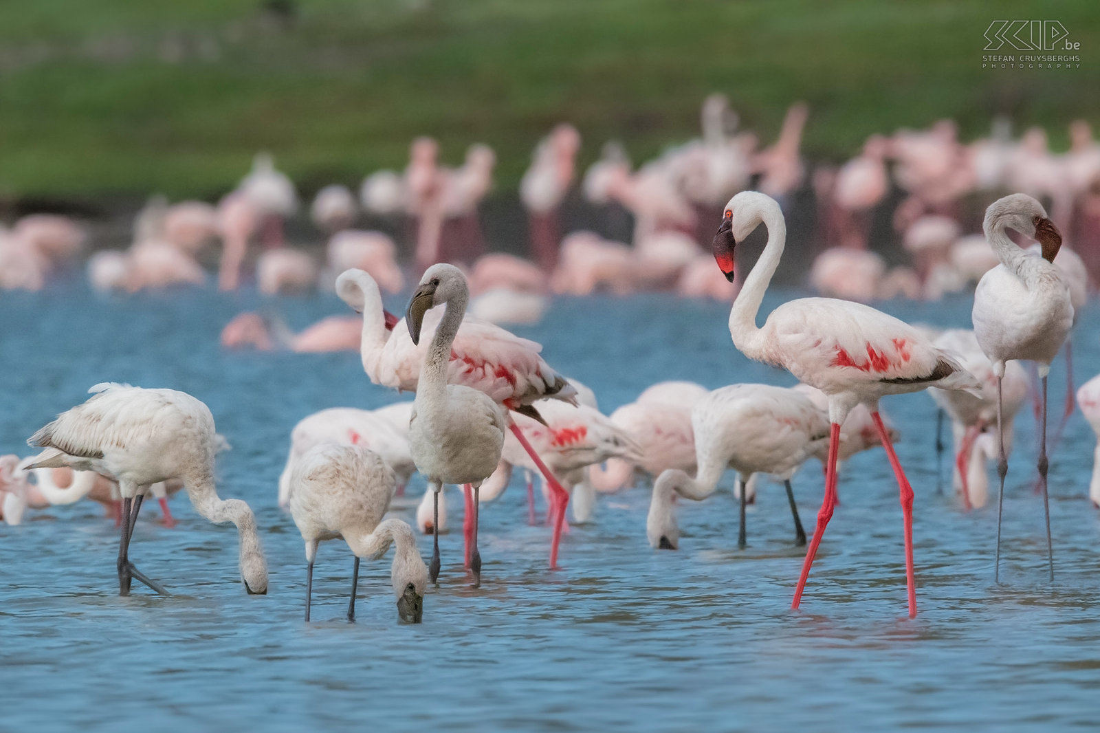 Lake Chitu - Flamingo's De gewone flamingo (Greater flamingo, Phoenicopterus roseus) is de grootste flamingo-soort. Het merendeel van het verenkleed is roze-wit maar de vleugeldekveren zijn rood. Jonge vogels hebben een grijze kleur.  Stefan Cruysberghs